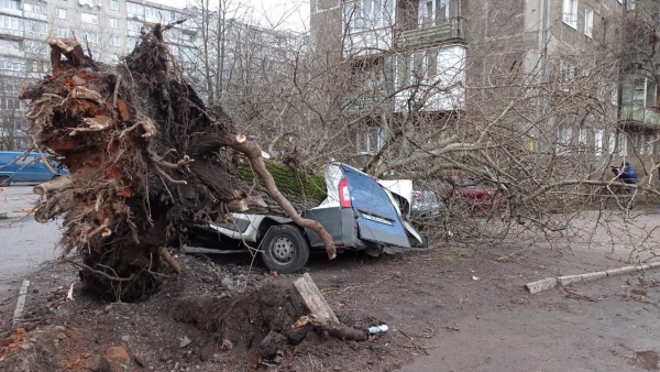 В Калининграде шторм повалил более 40 деревьев