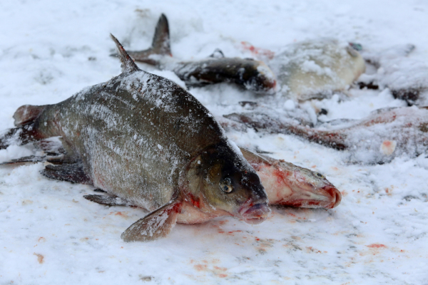 Власти Камчатского края заявили, что поставки рыбы на российский рынок будут увеличены