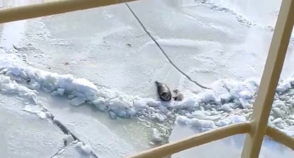 На Финском заливе Санкт-Петербурга моряки запечатлели новорожденных тюленей