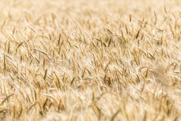 Мировых запасов пшеницы на конец 2022-2023 сельхозгода хватит на 18 недель