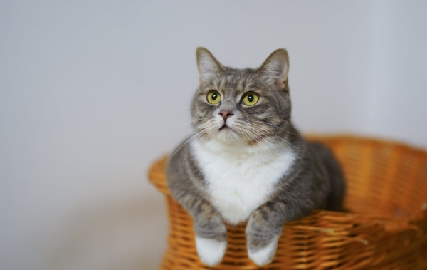 Коты и кошки из России не смогут принимать участие в международных выставках