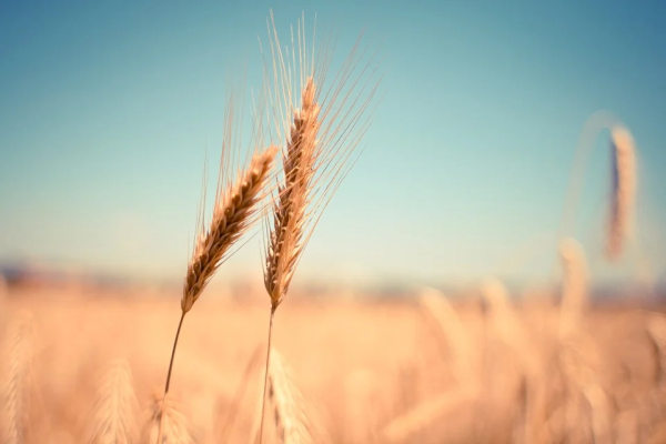 РФ вводит временный запрет на экспорт зерна и сахара до 31 августа
