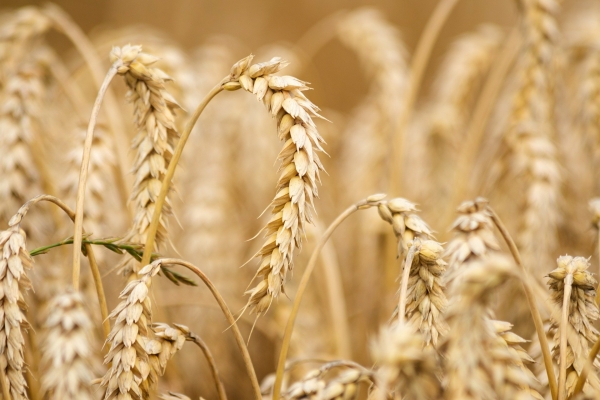 Хуситы готовы покупать пшеницу у России за рубли