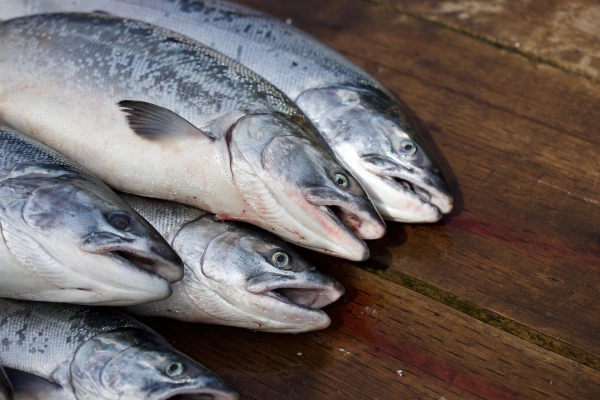 Власти Японии и России достигли соглашения по определению квоты на вылов лососевых