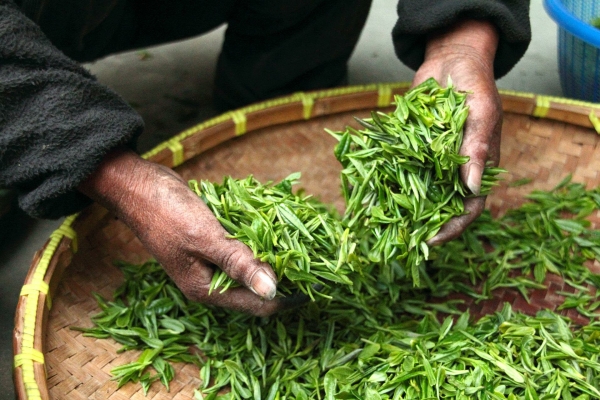 Индия возобновила экспорт чая и продовольствия в РФ