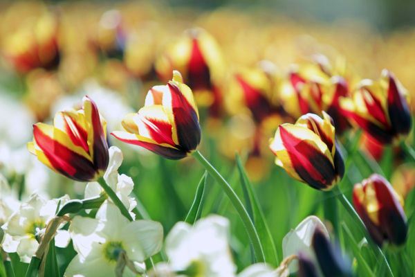 В Петербурге десятый Фестиваль тюльпанов пройдет в этом году 21-22 мая