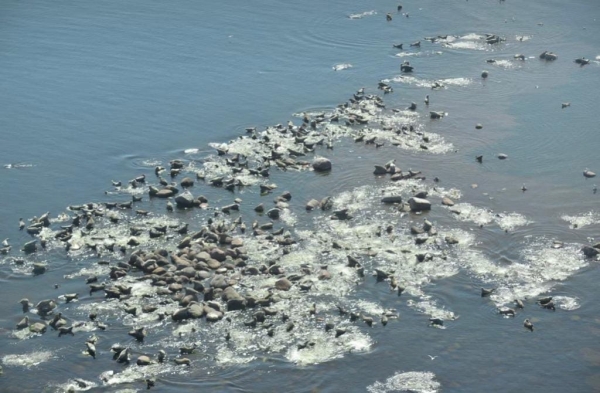 В Петербурге зоозащитники подсчитали количество тюленей в российской части акватории Финского залива