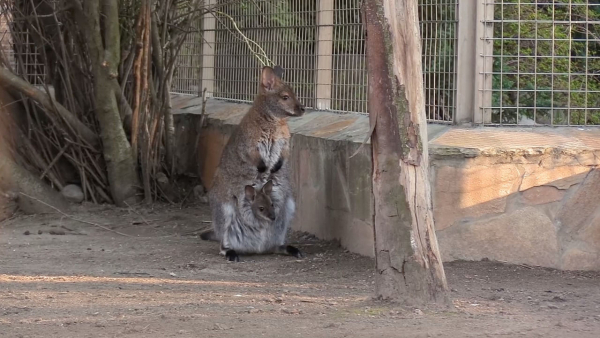 В Ленинградском зоопарке появились четверо малышей кенгуру