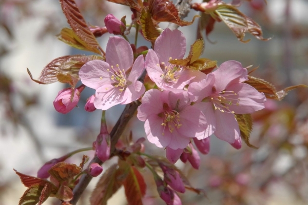 В Санкт-Петербурге начался сезон цветения сакуры