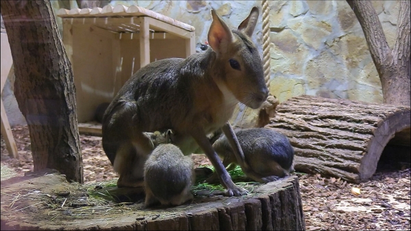В Ленинградском зоопарке родились детеныши патагонских мар