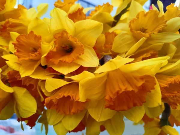 В Александровском саду открылся Фестиваль цветов