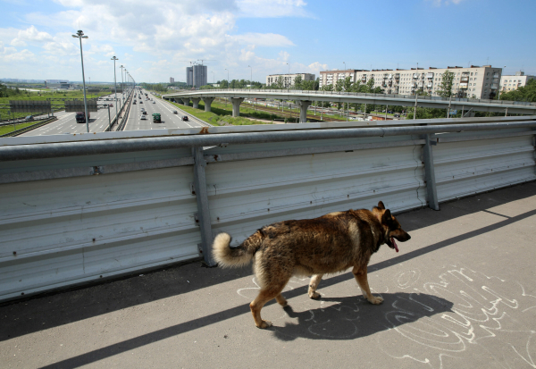 В Госдуме предложили штрафовать собачников за самовыгул питомцев