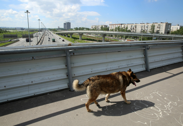 Депутат Госдумы Бурматов предложил штрафовать граждан за выброшенных животных