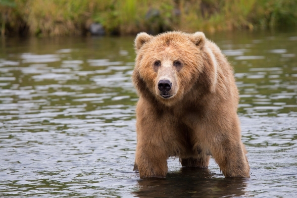 В каких районах Ленобласти обитают опаснейшие медведи 