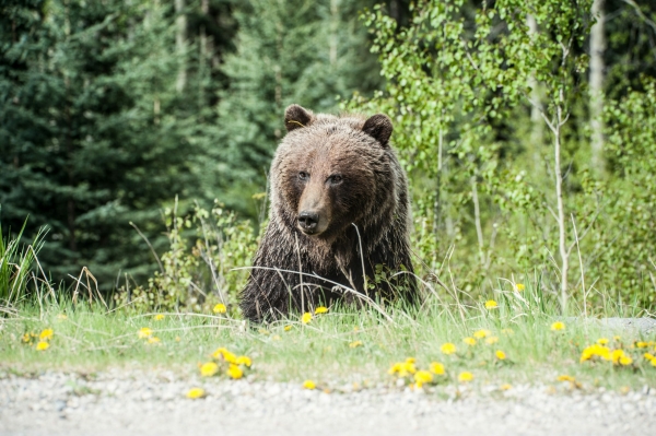 Жители Ленобласти стали чаще встречать медведей