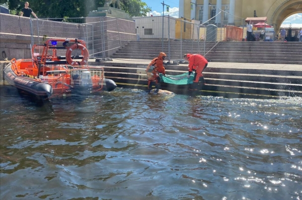 У Дворцового моста обнаружили тело мужчины 