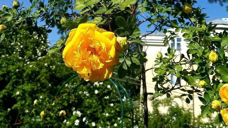 В Ботаническом саду зацвели розы