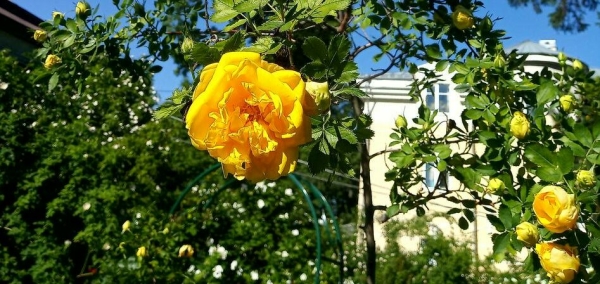 В Ботаническом саду зацвели розы