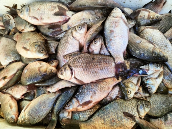 В Ленобласти будут судить двух браконьеров, наловивших рыбы на 39 тысяч