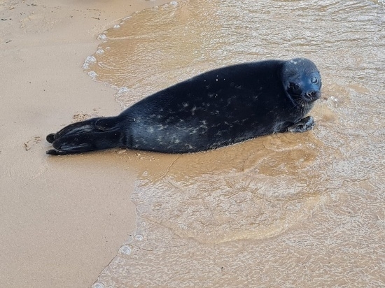На пляже Ласковый спасли третьего истощенного тюлененка 