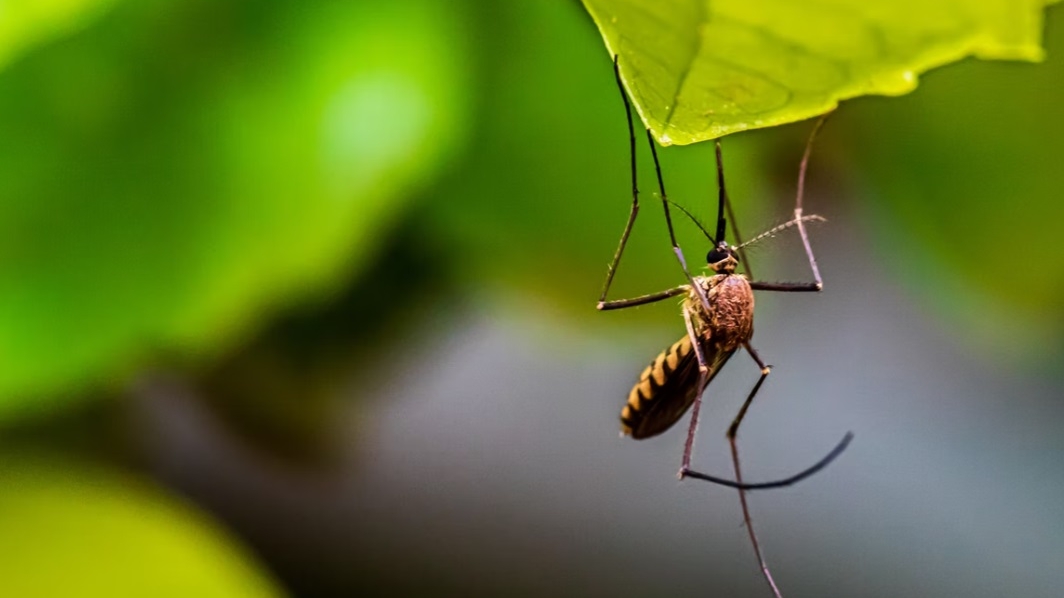 Жителей Петербурга предупредили о надвигающемся нашествии комаров и мошек