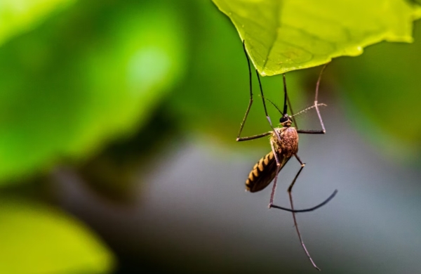 Роспотребнадзор рассказал, что укус комара может быть опасен для жизни