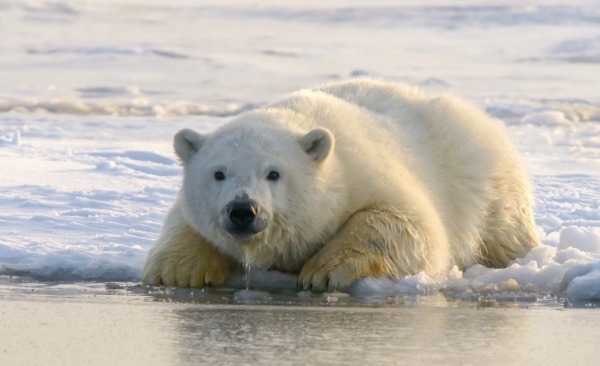 Полярная медведица Забава утонула в Большереченском зоопарке 
