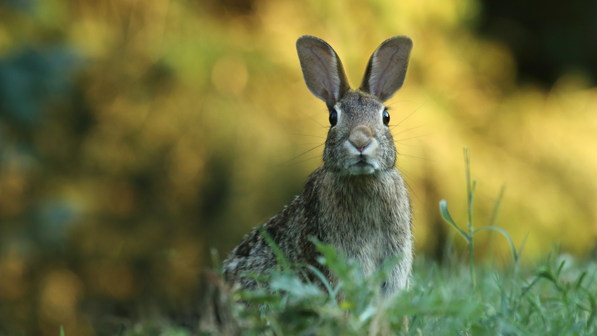 Сердобольных петербуржцев предупредили о неочевидной опасности зайцев