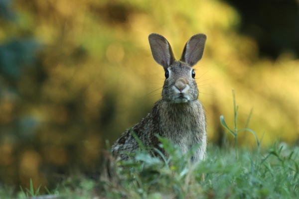 Сердобольных петербуржцев предупредили о неочевидной опасности зайцев