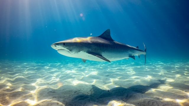 В Египте акула напала на туристку