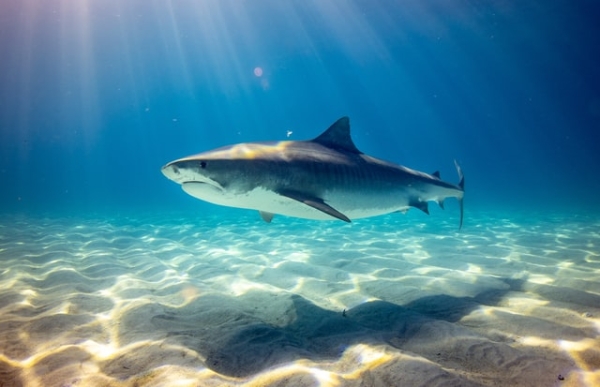 Ученые в Австралии обнаружили акулу с человеческими зубами