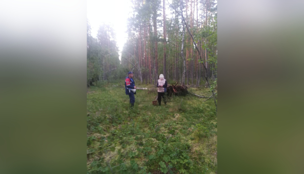 За неделю спасатели Ленобласти вывели из леса 7 заблудившихся