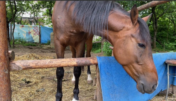 Прокуратура Петербурга встала на защиту избитого лопатой коня