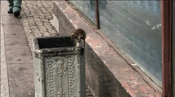Петербуржцы продолжают жаловаться на крыс: невозмутимые грызуны появились в Невском районе