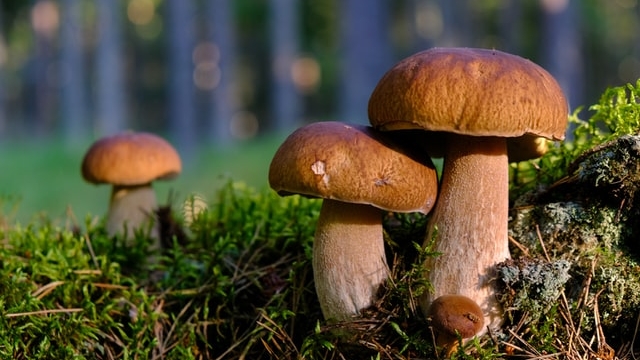 Петербуржцы рассказали о богатом урожае грибов в Ленобласти