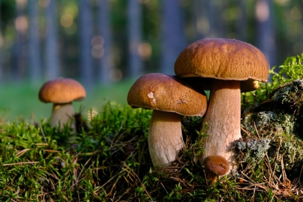 Петербуржцам рассказали о тонкостях сбора грибов