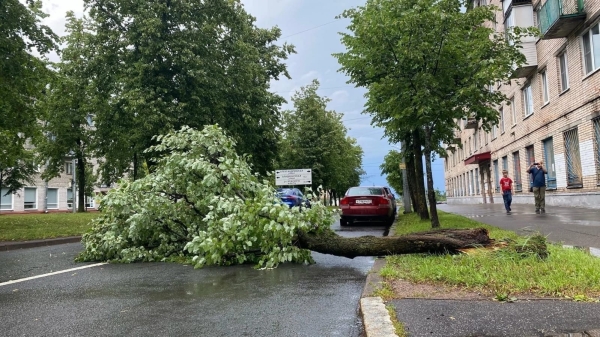 В Петербурге сильный ветер снес почти три сотни деревьев