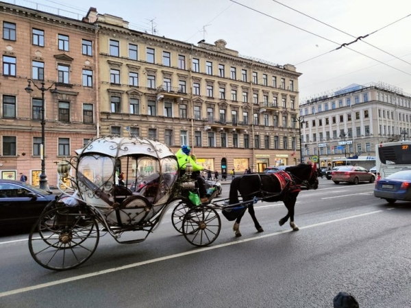 Жители Петербурга требуют запретить конные прогулки и кареты в центре