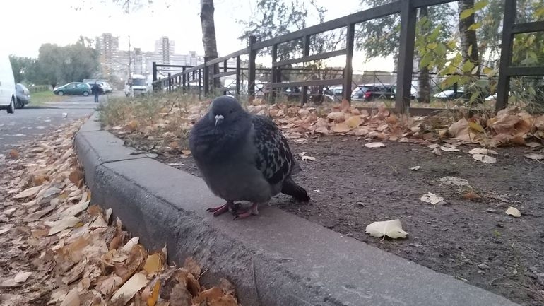 Жители нашли десятки мертвых голубей под Петербургом