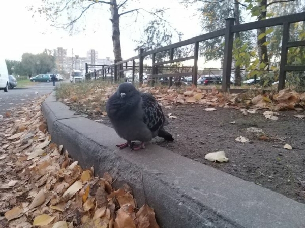 Жители нашли десятки мертвых голубей под Петербургом