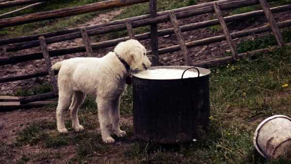 Минсельхоз: кормов для домашних животных в России хватит и на экспорт