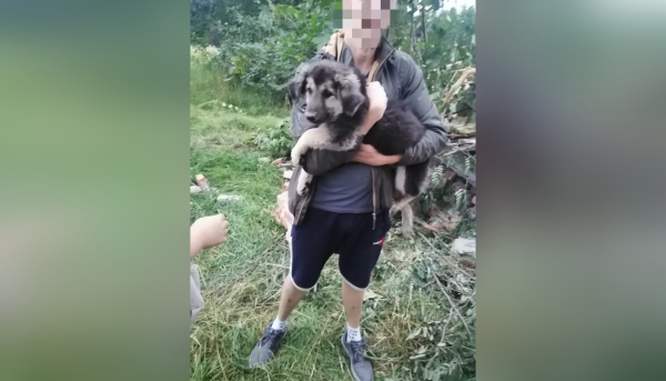 Спасатели Ленобласти достали из-под обломков снесенного здания двух собак