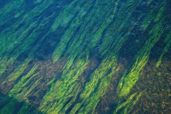Отечественные ученые разработали способ получения нефти из водорослей