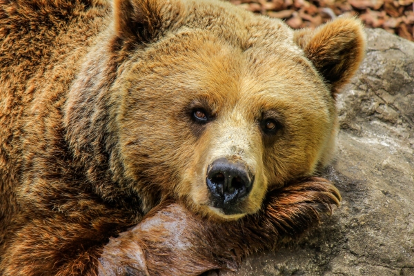 В Ленобласти охотникам позволили убить 639 медведей
