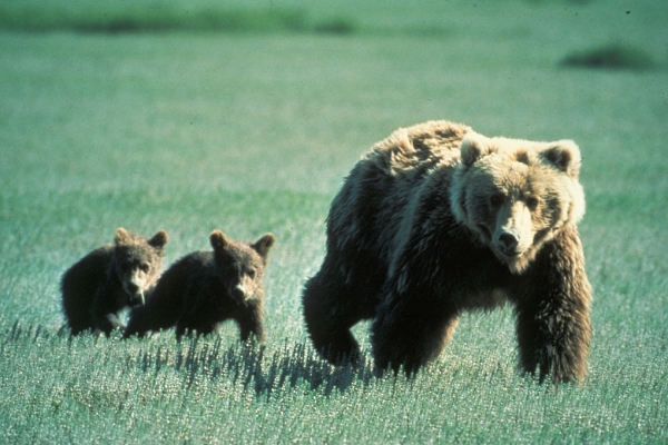 Подозреваемых в убийстве медвежонка задержали в Югре