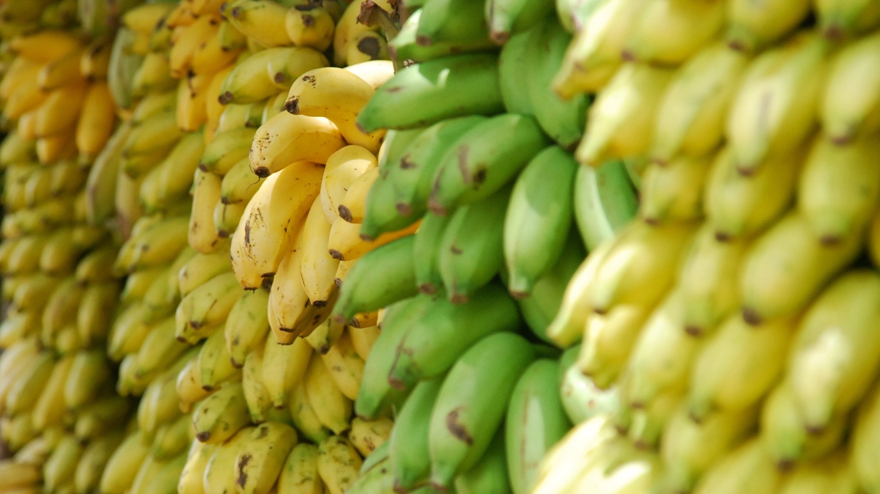 В Петербург привезли 500 тонн бананов с мухой-горбаткой