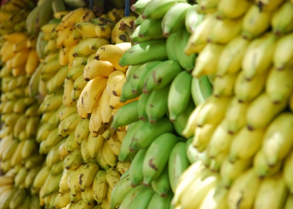 В Петербург привезли 500 тонн бананов с мухой-горбаткой