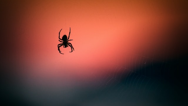 Арахнофобам приготовиться: в Австралии нашли 40 новых видов пауков