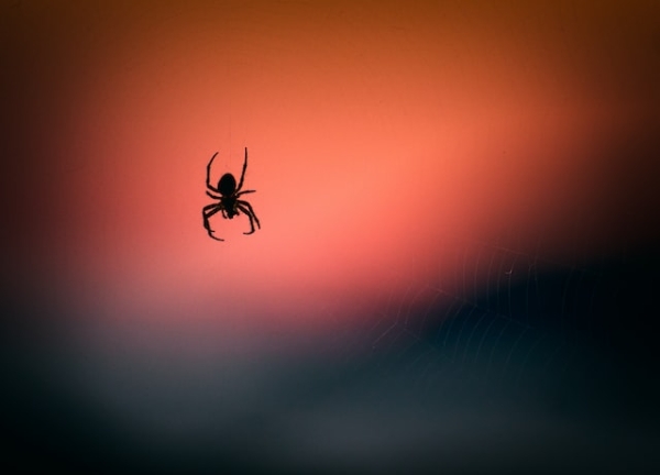 Арахнофобам приготовиться: в Австралии нашли 40 новых видов пауков