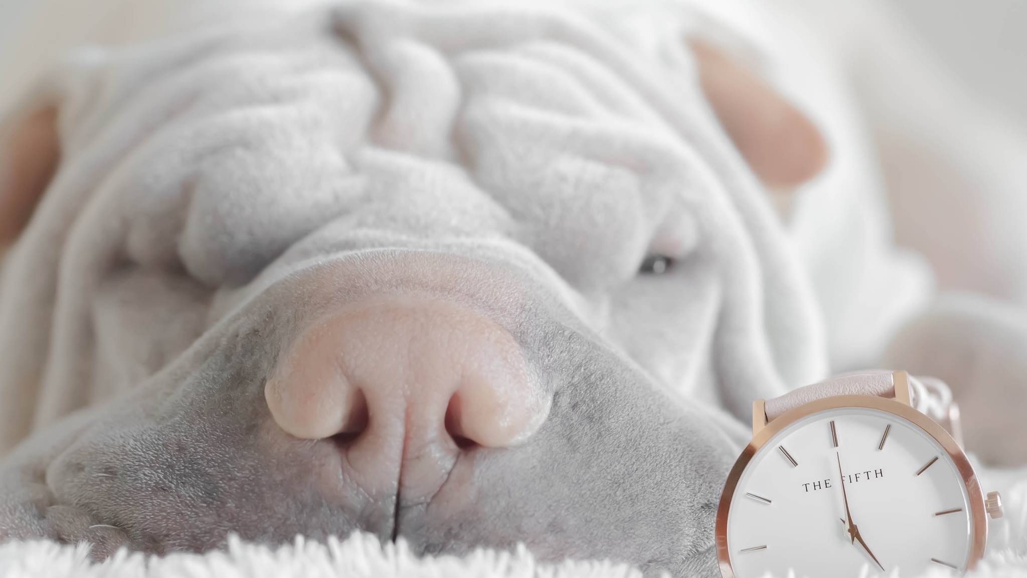 Эксперты рассказали петербуржцам, снятся ли собакам сны